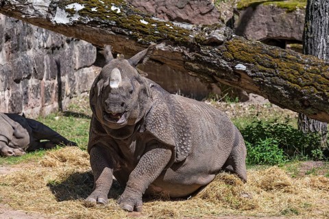 Indian rhinoceros (Rhinoceros unicornis) with young, Nuremberg Zoo, Middle Franconia, Bavaria,