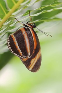 Butterfly 'Banded Orange Heliconian' (Dryadula phaetusa), captive, occurring in Central and South