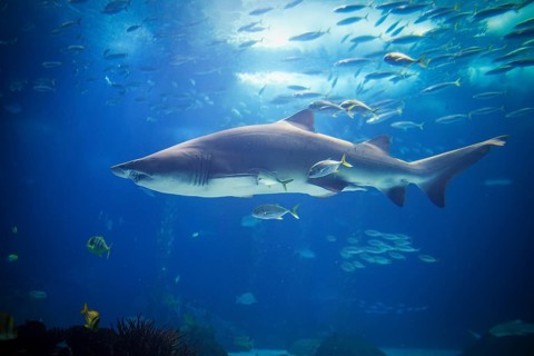 Sand tiger shark Carcharias taurus, gray nurse shark, spotted ragged-tooth shark with school of