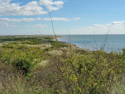 View of a coastline with flowering bushes and the sea on the horizon under a clear blue sky, dune