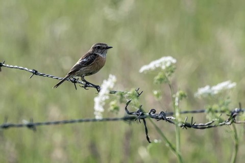 Stonechat (Saxicola torquata), Emsland, Lower Saxony, Germany, Europe