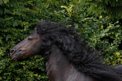 Friesian, Friesian horse