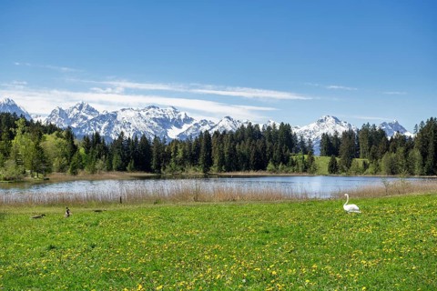Hegratsrieder See near Fuessen, Allgaeu Alps, snow, mute swan, greylag geese, forest, Ostallgaeu,