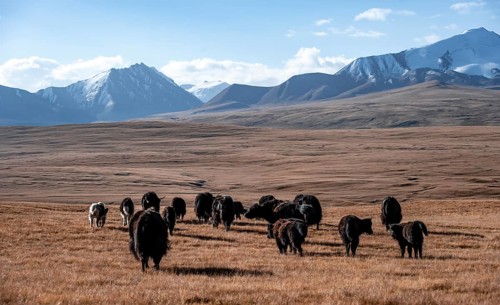 Glaciated and snow-covered mountains, herd of yaks grazing on the plateau in autumnal mountain