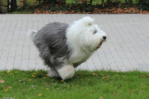 Bobtail, Old English Sheepdog