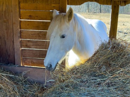 Headshot on a Beautiful White Horse Eating Hay in a Wood Barn with Sunlight in a Sunny Day in