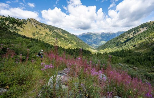 Mountaineer on a hiking trail between flowers, mountain landscape with green meadows, purple