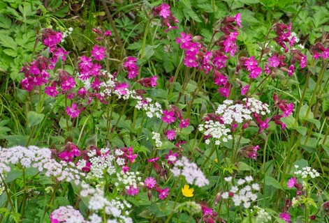 Red campions (Silene dioica) at the edge of the forest