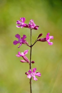 Pechnelke (Lychnis viscaria), May, Germany, Europe