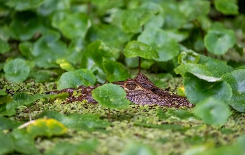 Northern spectacled caiman (Caiman crocodilus) lying in the water, head above water, among aquatic