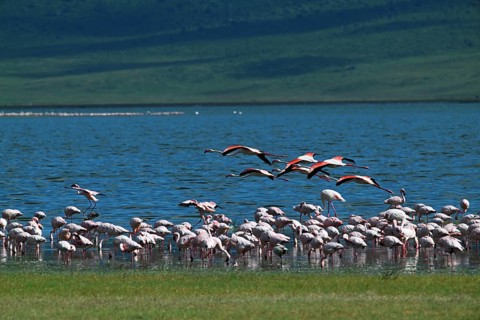 Lesser flamingos (Phoeniconaias minor), Ngorongoro Crater, Ngorongoro Conservation Area, Tanzania,