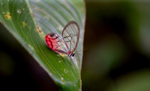 Rusted Clearwing-Satyr or blushing phantom (Cithaerias pireta), sitting on a green leave,