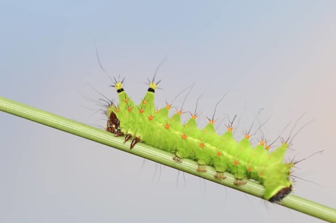 Indian luna moth (Actias selene), caterpillar, captive, occurrence in Asia