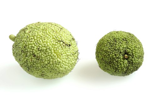 Hedge apple (Maclura pomifera), fruit on a white background