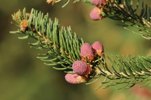European spruce (Picea abies), flowers, North Rhine-Westphalia, Germany, Europe
