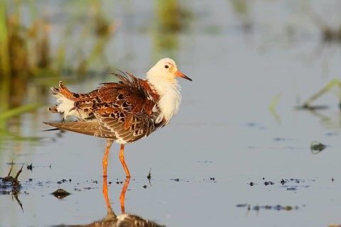Ruff (Philomachus pugnax), adult male in splendour plumage, standing in wet meadow, snipe birds,
