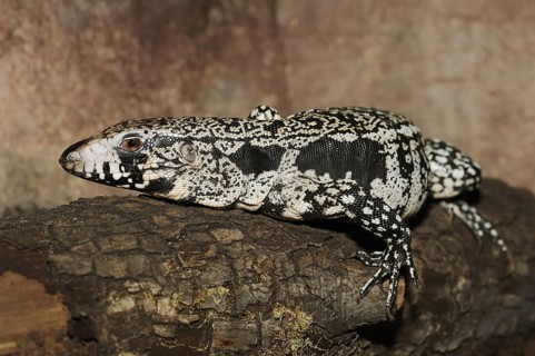 Argentine black and white tegu (Salvator merianae, Tupinambis merianae), captive, occurring in