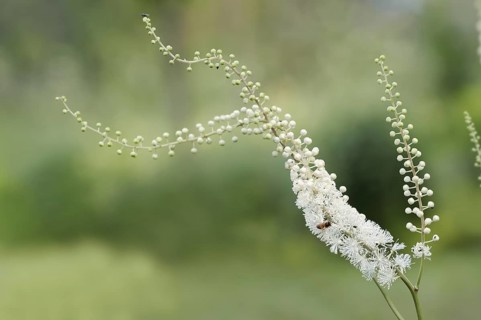 Lance primrose (Cimicifuga racemosa var.cordifolia), inflorescence, ornamental plant, North