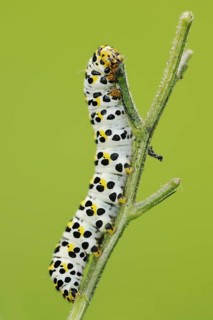 Brown-root monk (Shargacucullia scrophulariae), caterpillar, North Rhine-Westphalia, Germany,