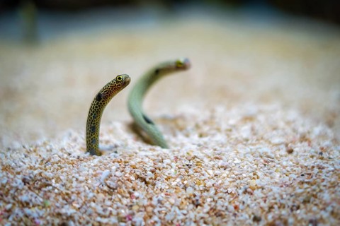 Spotted garden-eel, Heteroconger hassi fish on sea sand bottom