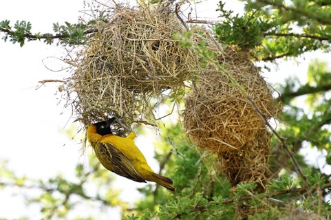 Speke's Weaver (ploceus spekei), male working on nest, Serengeti National Park, Tanzania, Africa