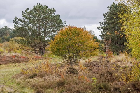 Forest landscape in autumn with colourful leaves and various trees, grasses and shrubs with trees