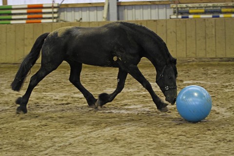 Friesian, Friesian horse, plays with the ball