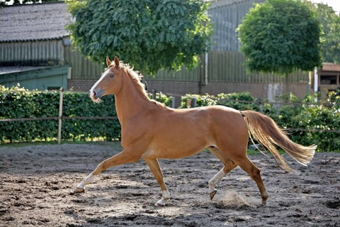Hanoverian