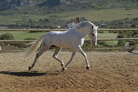 Andalusian, Andalusian horse, Antequera, Andalusia, Spain, Europe