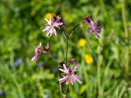 Red campion (Silene dioica), near Irdning, Ennstal, Styria, Austria, Europe
