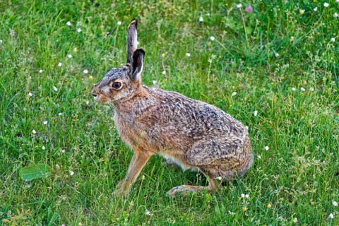 A brown hare (Lepus europaeus) sits on a green meadow surrounded by grass and small flowers,