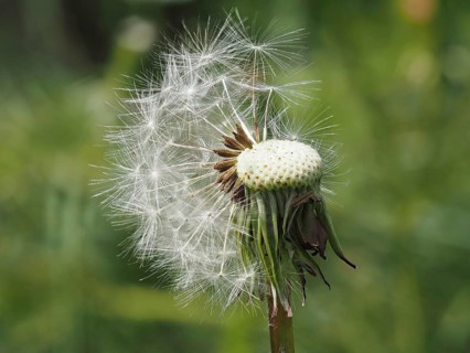 Common dandelion (Taraxacum), close-up with focus stacking, near Ratten, Styria, Austria, Europe