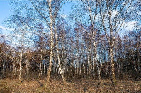 Downy birches (Betula pubescens) in winter, warm evening light, Lower Saxony, Germany, Europe