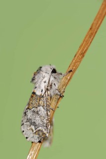 Sallow kitten moth (Furcula furcula), North Rhine-Westphalia, Germany, Europe