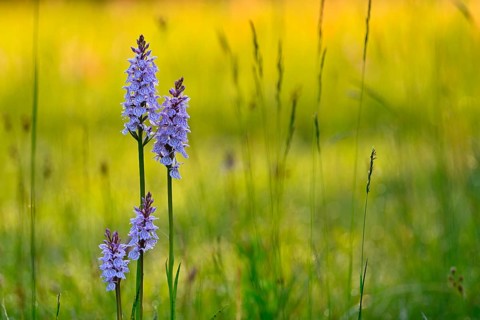 Moorland spotted orchid (Dactylorhiza maculata), flowering wild orchid, Lower Rhine, North