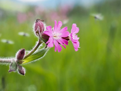 Red campion (Silene dioica), near Irdning, Ennstal, Styria, Austria, Europe