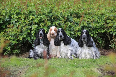 Cocker Spaniel, group picture