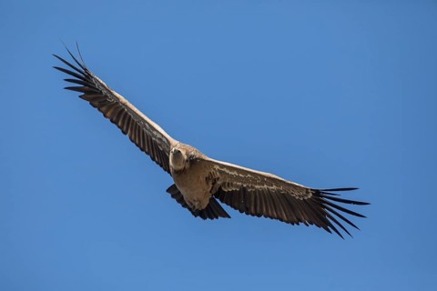 Griffon vulture (Gyps fulvus), Monfraguee National Park, Extremadura, Castilla La Mancha, Spain,
