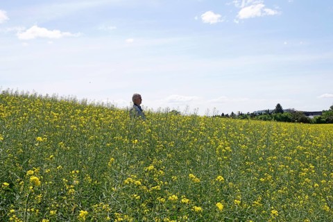 Rape field, man, May, Saxony, Germany, Europe