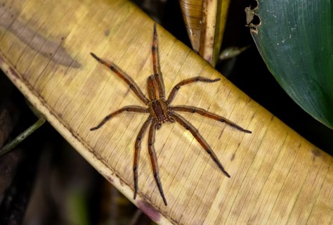 Red-legged comb spider or red-legged banana spider (Cupiennius cf. coccineus) sitting on a dry leaf