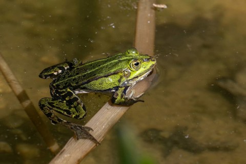 Green frog (Rana esculenta), Emsland, Lower Saxony, Germany, Europe