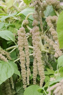 Garden foxtail amaranth (Amaranthus caudatus var. viridis), inflorescence, ornamental plant, North
