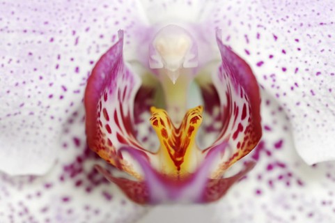 Butterfly orchid (Phalaenopsis), flower detail, houseplant, North Rhine-Westphalia, Germany, Europe