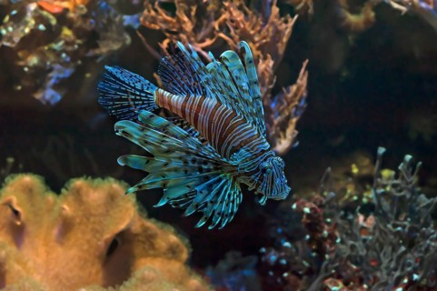 Pacific red lionfish (Pterois volitans) in the aqurium of Nuremberg Zoo, Nuremberg, Middle
