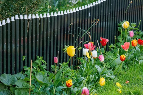 A colourful spring garden with a black fence and colourful tulip flowers in full bloom, old houses