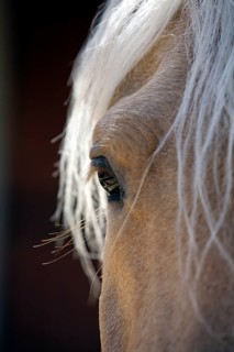 Andalusian, Andalusian horse, Antequerra, Andalusia, Spain, eye, Europe