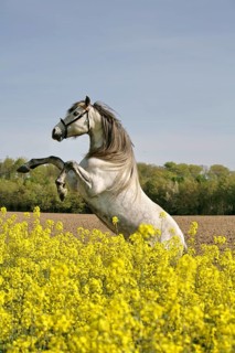 Andalusian, Andalusian horse, rape field, rising
