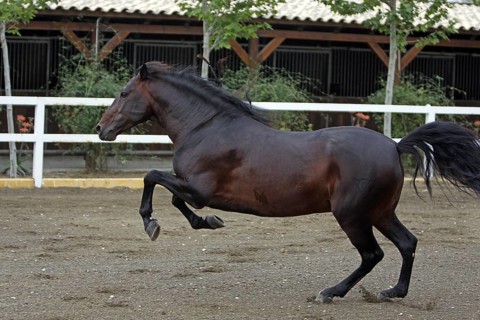 Andalusian, Andalusian horse, Antequerra, Andalusia, Spain, Europe