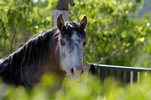 Andalusian, Andalusian horse, Antequera, Andalusia, Spain, Europe