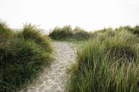 Marram grass (Ammophila arenaria) on dune and beach, Wadden Sea, Schillig, Wangerland, East Frisia,